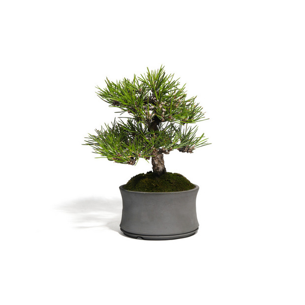 黒松　-Japanese black pine-　（推定樹齢30年） 詳細画像